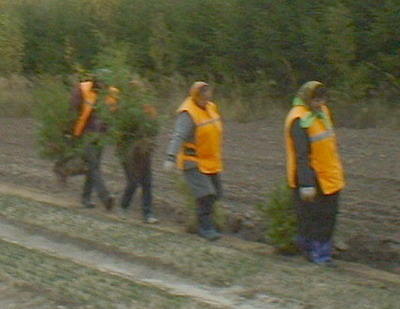 15:41 Новые аллеи заложены в городе Шумерле